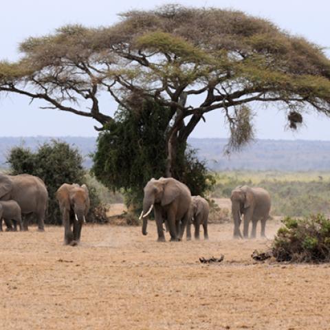 image wild_hr_0031-jpg