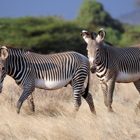 image wild_hr_0032-jpg