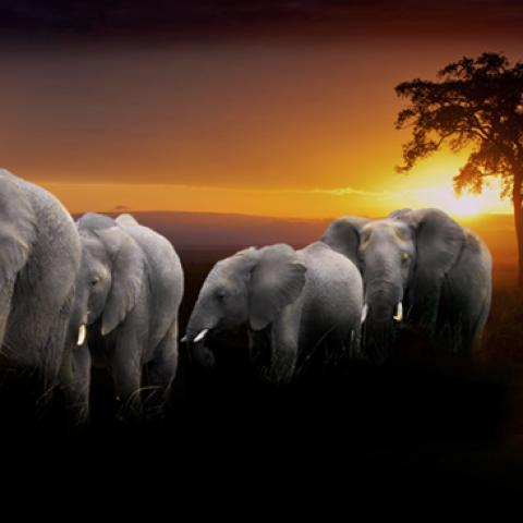 image wild_hr_0033-jpg