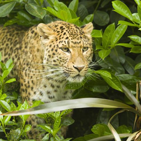 image wild_hr_0036-jpg
