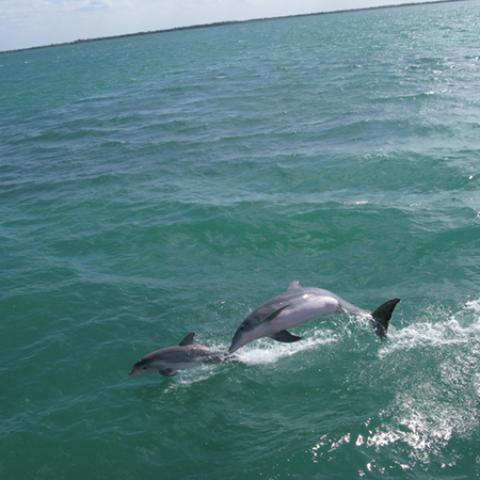 image wild_hr_0037-jpg