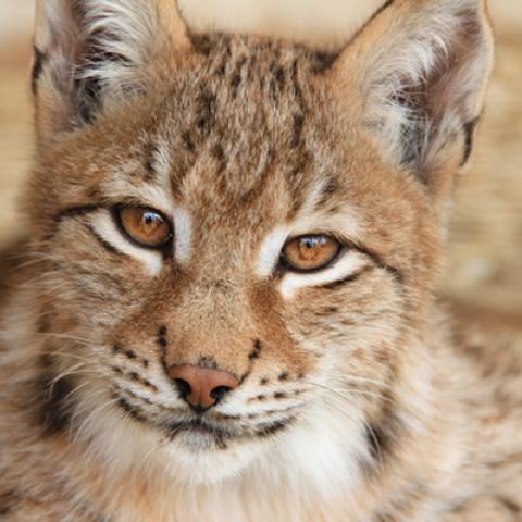 image wild_hr_0039-jpg