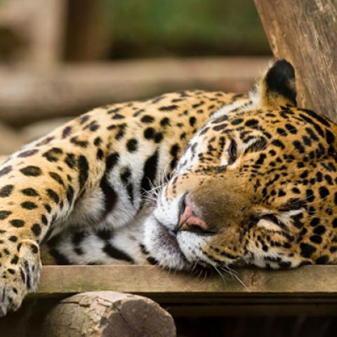 image wild_hr_0040-jpg
