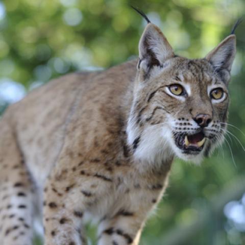 image wild_hr_0041-jpg