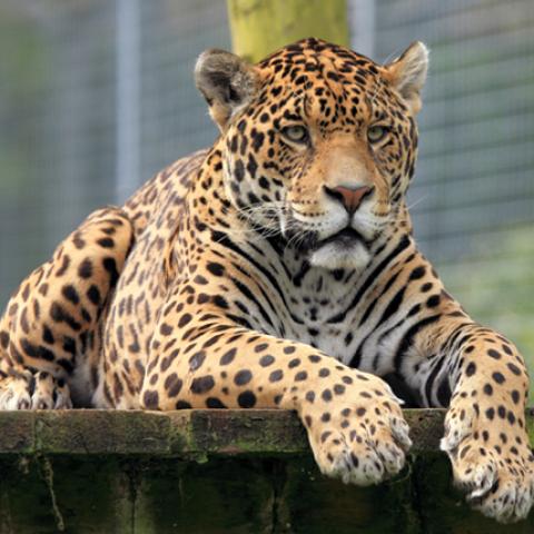 image wild_hr_0045-jpg