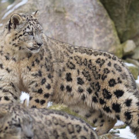 image wild_hr_0046-jpg