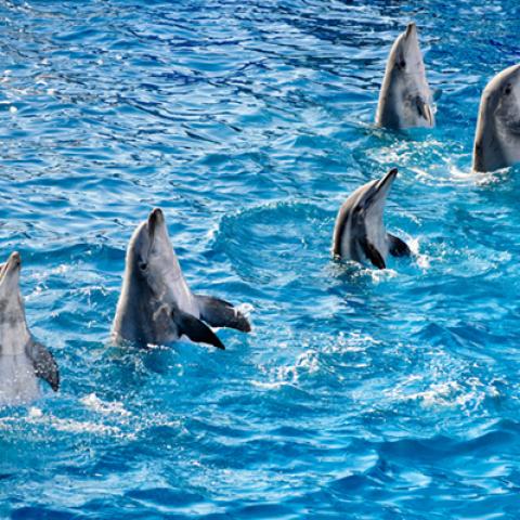 image wild_hr_0047-jpg