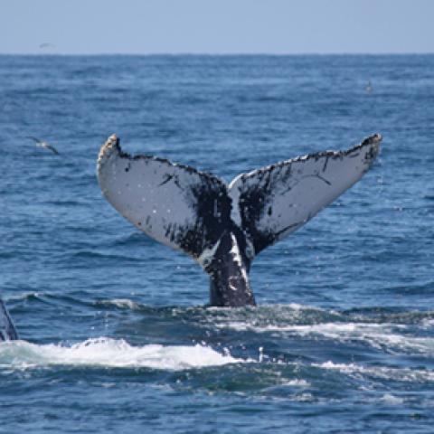 image wild_hr_0048-jpg