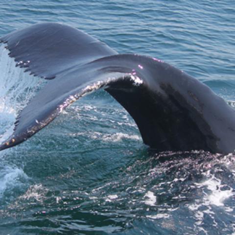 image wild_hr_0049-jpg
