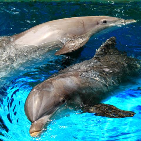 image wild_hr_0050-jpg