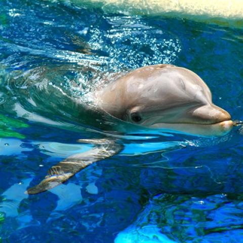 image wild_hr_0052-jpg