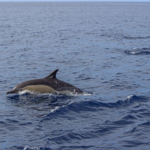 image wild_hr_0053-jpg
