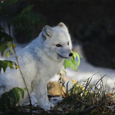 image wild_hr_0054-jpg
