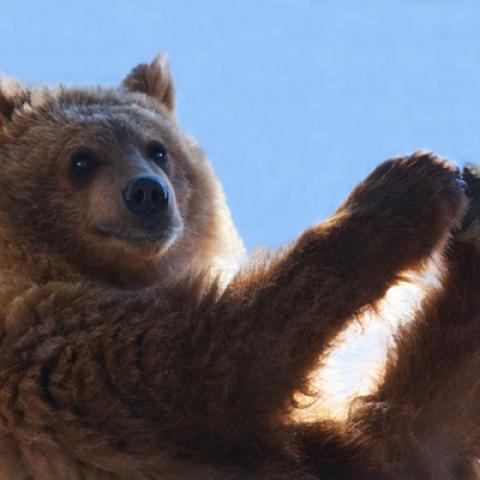 image wild_hr_0055-jpg
