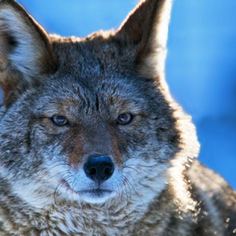 image wild_hr_0056-jpg