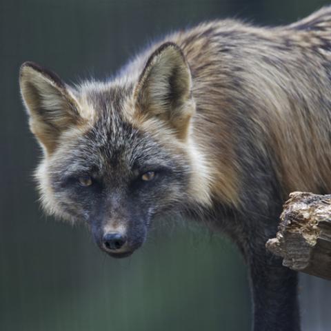 image wild_hr_0057-jpg