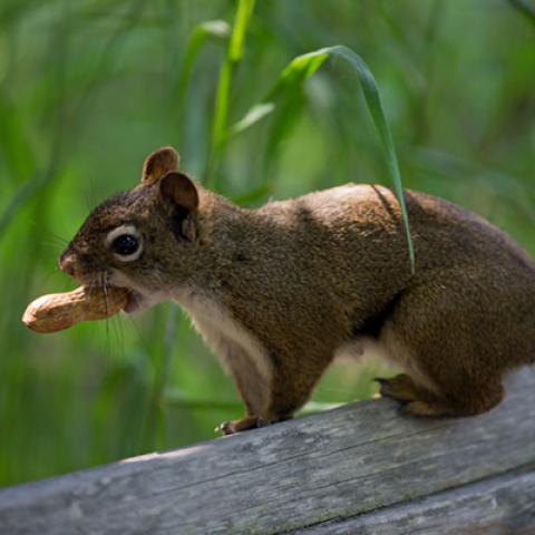 image wild_hr_0058-jpg