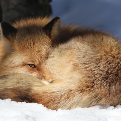 image wild_hr_0059-jpg