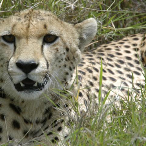 image wild_hr_0073-jpg