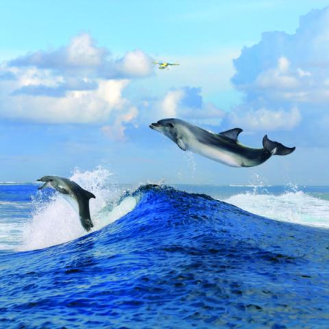 image wild_hr_0086-jpg