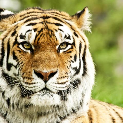 image wild_hr_0091-jpg