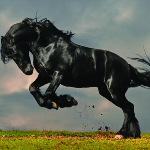 image wild_hr_0092-jpg