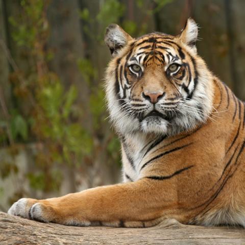 image wild_hr_0093-jpg