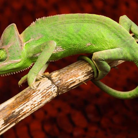 image wild_hr_0096-jpg