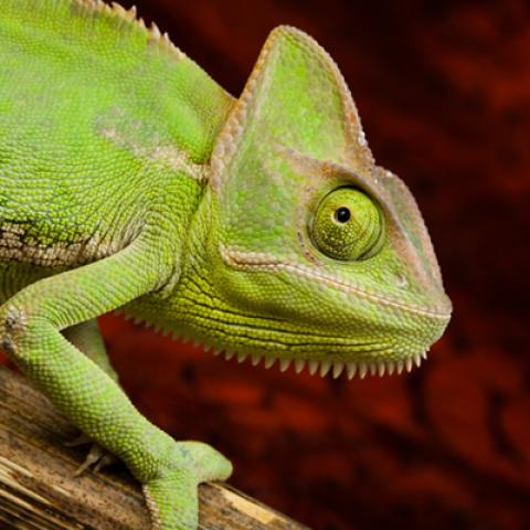 image wild_hr_0097-jpg