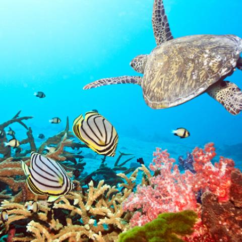 image wild_hr_0099-jpg