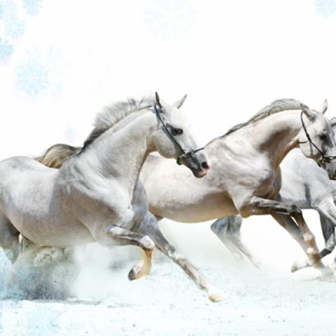image wild_hr_0100-jpg