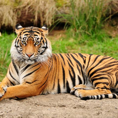 image wild_hr_0101-jpg