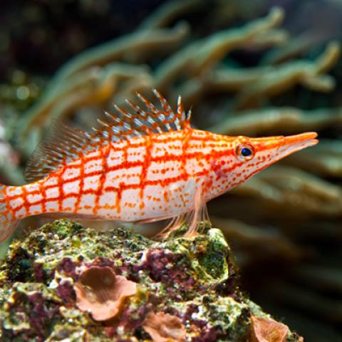image wild_hr_0102-jpg