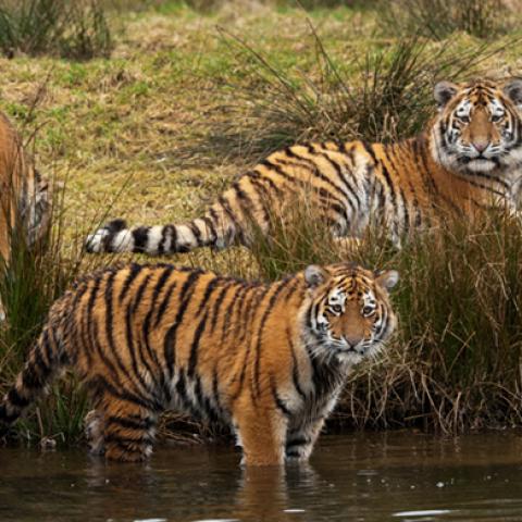 image wild_hr_0104-jpg