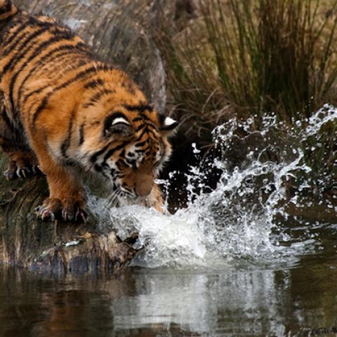 image wild_hr_0105-jpg