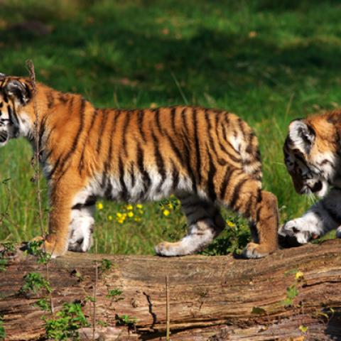 image wild_hr_0107-jpg