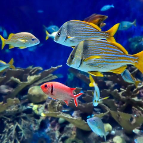 image wild_hr_0108-jpg