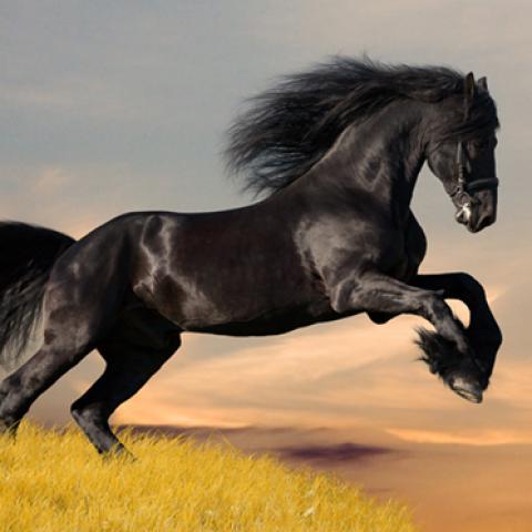 image wild_hr_0109-jpg
