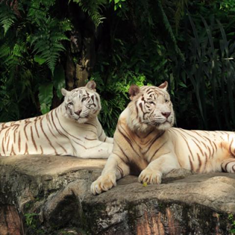 image wild_hr_0110-jpg
