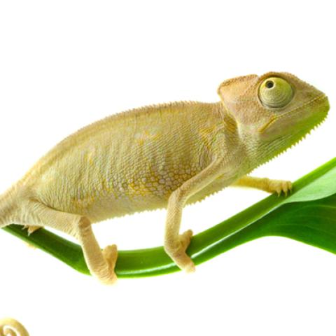image wild_hr_0112-jpg