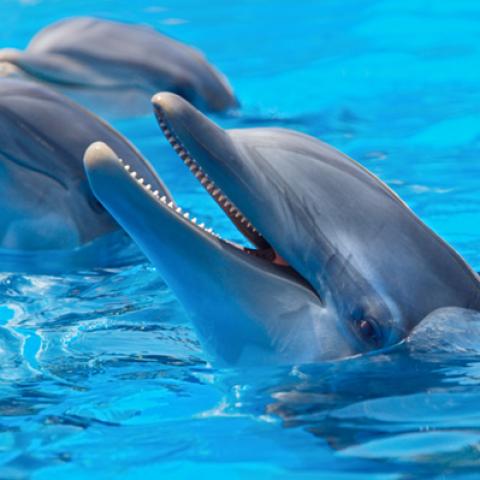 image wild_hr_0114-jpg