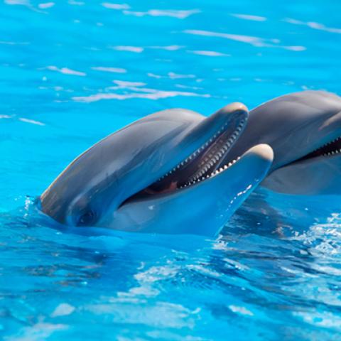image wild_hr_0115-jpg