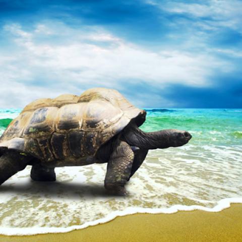 image wild_hr_0116-jpg