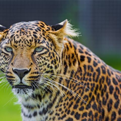 image wild_hr_0117-jpg