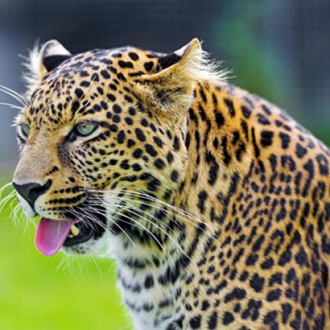 image wild_hr_0118-jpg