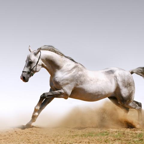 image wild_hr_0120-jpg