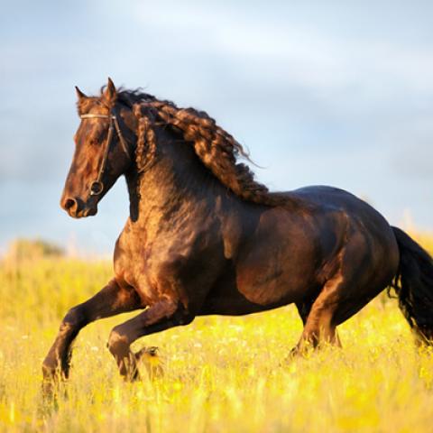 image wild_hr_0121-jpg