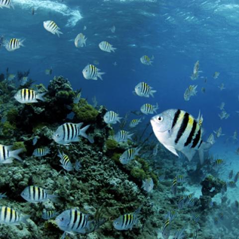 image wild_hr_0122-jpg
