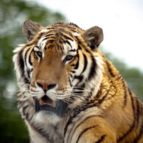 image wild_hr_0125-jpg