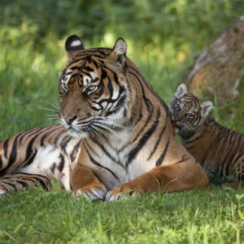 image wild_hr_0126-jpg